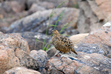 Birdwatching in Yamal. View of a partridge. Yamalo-Nenets Autonomous Okrug, Russia.