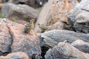 Birdwatching in Yamal. View of a partridge. Yamalo-Nenets Autonomous Okrug, Russia.