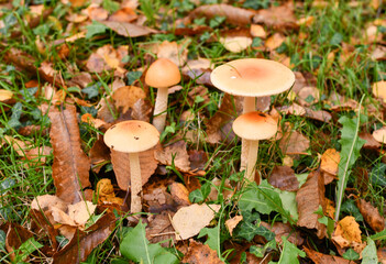 Groupe de champignons au milieu de feuilles d'automne
