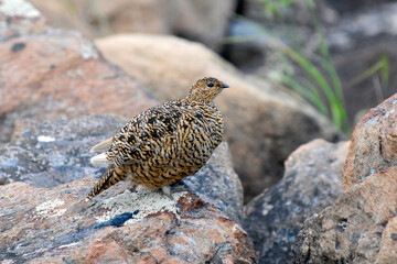 Birdwatching in Yamal. View of a partridge. Yamalo-Nenets Autonomous Okrug, Russia.