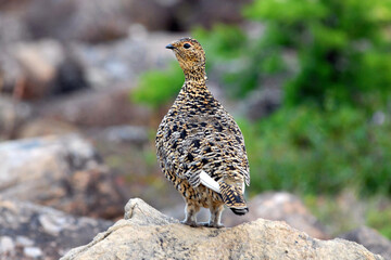 Birdwatching in Yamal. View of a partridge. Yamalo-Nenets Autonomous Okrug, Russia.