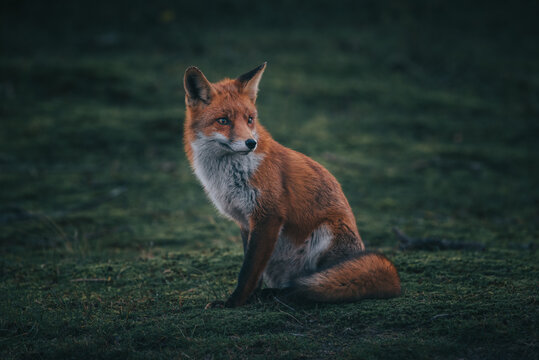 Red Fox in the grass