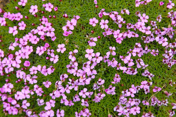 Flowers of tundra. Moss compion (Silene acaulis). Yamalo-Nenets Autonomous Okrug (Yamal), Russia.