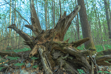 old stump of a broken branch in the woods