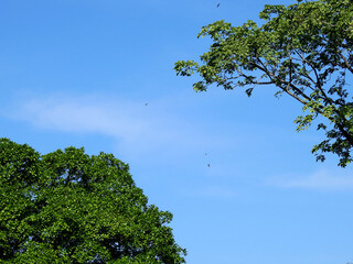 tree with blue sky background