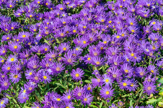 Aster amellus 'Veilchenkonigin' (Violet Queen) a purple blue herbaceous perennial summer autumn flower plant commonly known as Michaelmas daisy, stock photo image