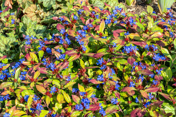 Ceratostigma plumbaginoides a summer autumn flower plant commonly known as blue flowered leadwort, stock photo image