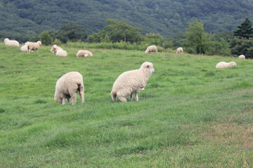 Obraz premium 대관령 목장