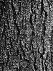 aged tree bark texture black and white style
