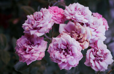 branch with blooming pink rose buds and green leaves