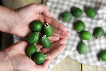 Selective focus. Macro. Fresh feijoa fruit in hand.