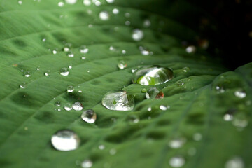 water drops on green leaf