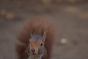 Obraz premium Funny squirrel close-up