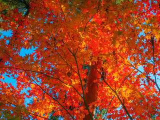 Red Japanese maple leaves in blue sky (Tochigi, Japan)