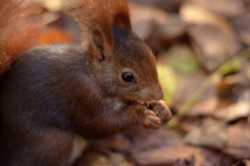 Close-up of a squirrel eating on nature background.