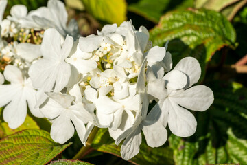 Viburnum plicatum forma tomentosum 'Shasta' a white spring summer flowering shrub commonly known as doublefire stock photo image