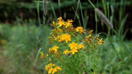 yellow flowers in a meadow