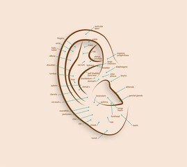 acupuncture-auriculothérapie-english