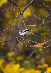 White tit with brown and black feathers in front of autumn background