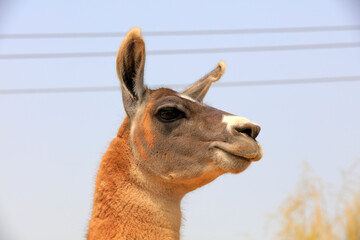 Close up of camel head, China