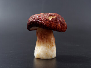 gray-headed boletus mushroom with a brown cap and a thick leg on a dark background in the studio
