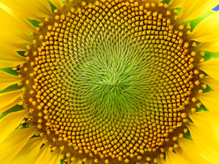 close up view pollen of sunflower texture