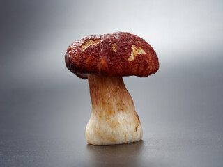 gray-headed boletus mushroom with a brown cap and a thick leg on a dark background in the studio