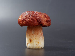 gray-headed boletus mushroom with a brown cap and a thick leg on a dark background in the studio