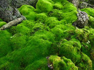green moss on the ground in forest