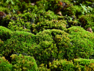 close up view green moss cover on the ground in forest