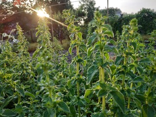 corn field in the morning