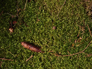 Closeup view of moss covered forest ground with pattern in bright green color, a pine cone and few thin tree branches in Black Forest near Bad Teinach-Zavelstein, Germany in autumn season.