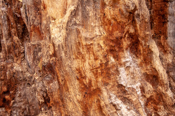 Old rotten wood alder. Old weathered mouldering tree. Weathered tree destruction. Background or texture. Decay of wood - original natural texture alder.