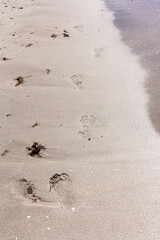 Texture background Footprints of human feet on the sand near the water on the beach