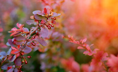 Barberry bush, colorful floral red background, Autumn background with Thunberg barberry