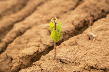 Little young green plant, tree on dry cracked soil, dried earth