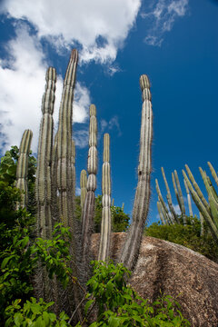 Tall cactus on the Caribbean island of Aruba grow against rocks and a blue sky.Image
