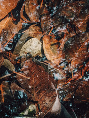 autumn leaves on the ground