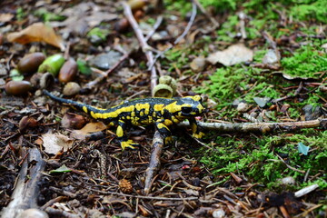Wunderschöner Schwarzwald
