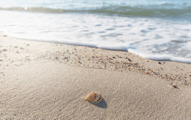 A small seashell on the Baltic Sea coast lies on the sand.