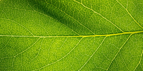 Close up leaf texture. Macro background