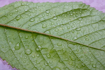 Fototapeta premium Green leaf with rain drops of water