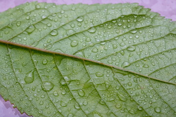 Green leaf with rain drops of water