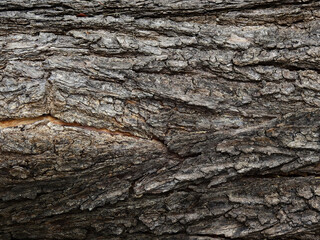 texture of dry bark tree