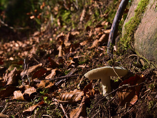 Close-up view of lonely white mushroom growing at the side of a hiking trail covered with foliage of brown colored leaves in Black Forest, Germany in fall season. Focus on mushroom.