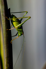Später Besuch