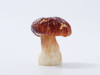 boletus mushroom with a brown cap and a thick leg on a white background in the studio