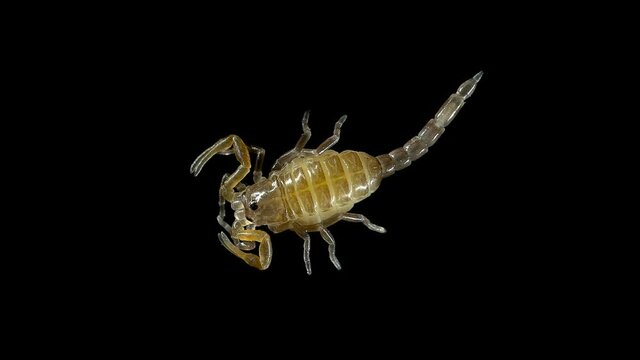 Newborn scorpion Lychas tricarinatus, family Buthidae, Distributed in India. Still soft exoskeleton and poorly developed chelicera and sting (Aculeus)