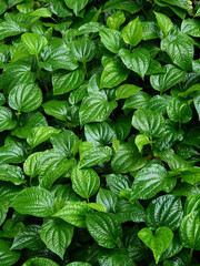 Wildbetal leafbush ( Piper sarmentosum Roxb. ) is a medicinal plant of Thailand, green plant in garden