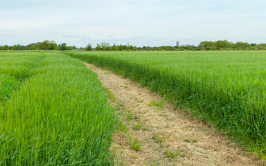 Fototapeta na wymiar Field of wheat and footpath in rural English countryside. Beverley, UK.